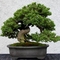 bonsai fa