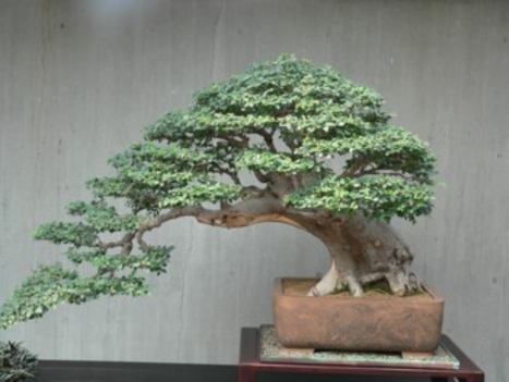 bonsai-fa