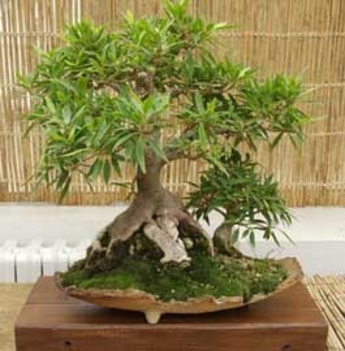 ficus-neriifolia-bonsai