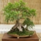 ficus-neriifolia-bonsai