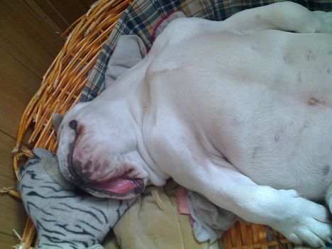 Így csak egy bulldog alszik