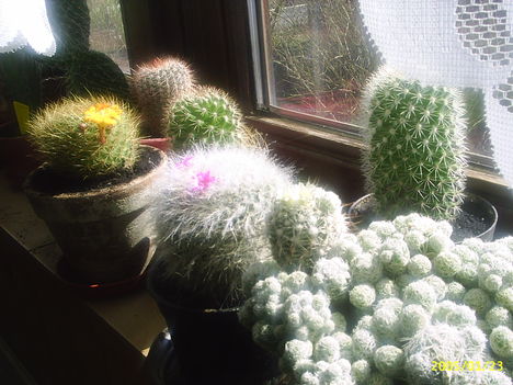 kaktuszaim