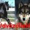 grey-wolf-snow_www_126x102_kepfeltoltes_126x102_hu__126x102