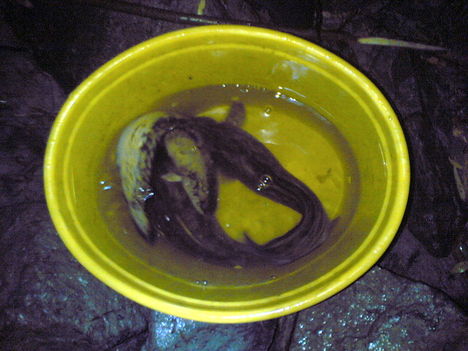 menyhal