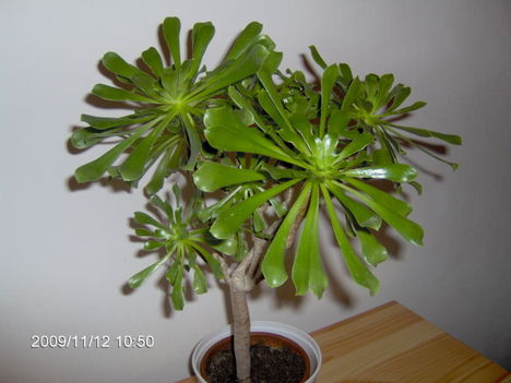 Aeonium