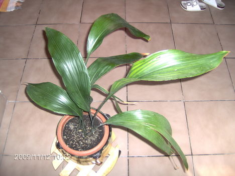 Aspidistra