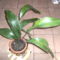 Aspidistra