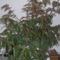Begonia, talán "Serratipetala"