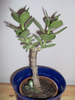 Crassula