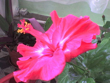 hibiszkusz