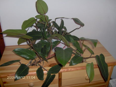 Philodendron Erubescens Red Emerald