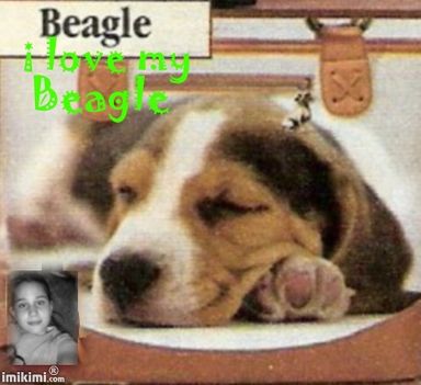 (Beagle) I love my Beagle