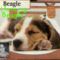 (Beagle) I love my Beagle