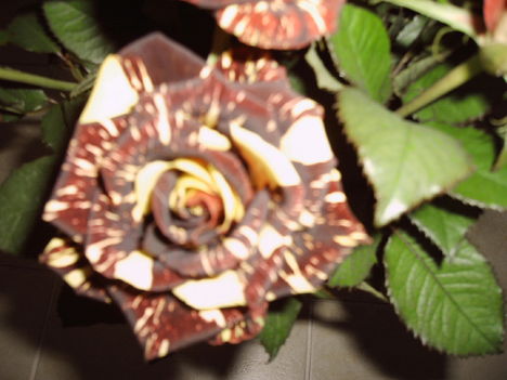 rózsáim 004