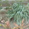 kaktuszaim 1