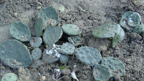 télálló kaktuszok 2
