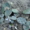 télálló kaktuszok 2