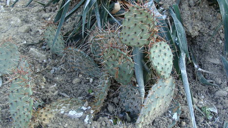 télálló kaktuszok 3