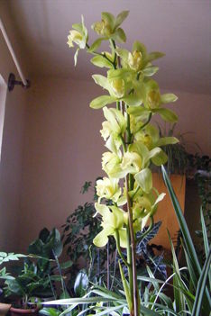 Cymbidium orchidea /közelről/