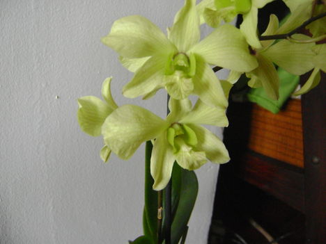 dendrobium phalaneopsis