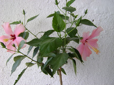 hibiskusz -cairo pink