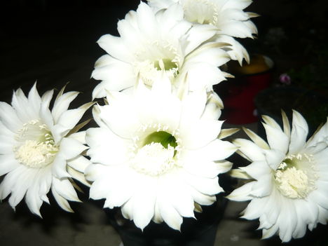 ECHINOPSIS          a baratnome