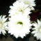 ECHINOPSIS          a baratnome