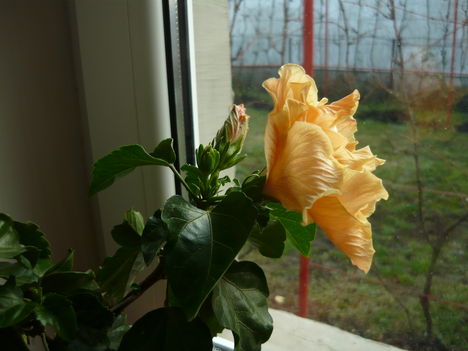 HIBISCUS