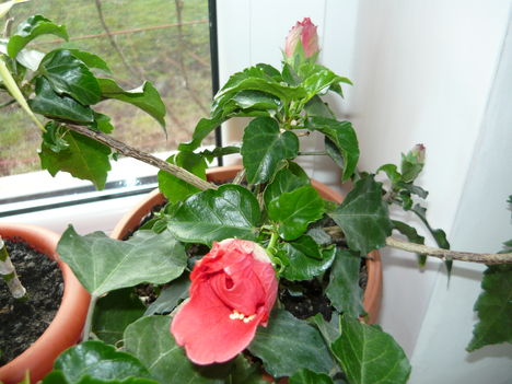 HIBISCUS
