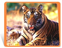 tigris 11