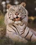 tigris 12