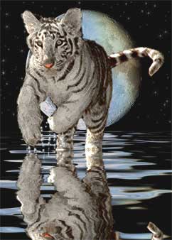 tigris 15