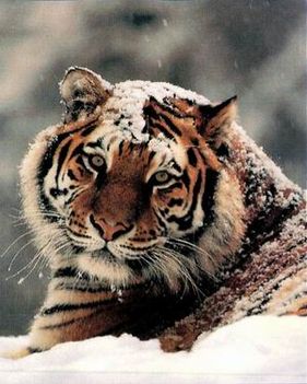 tigris 16