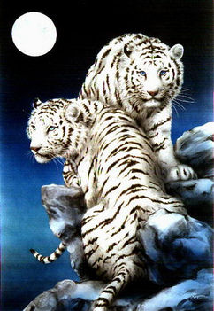 tigris 17