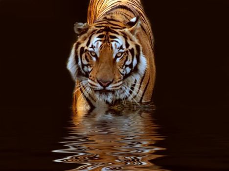 tigris 18