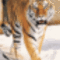 tigris 19
