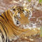 tigris 21