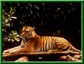 tigris 24