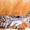 tigris 25