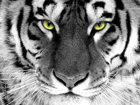 tigris 26