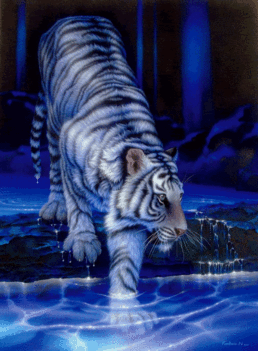 tigris 27