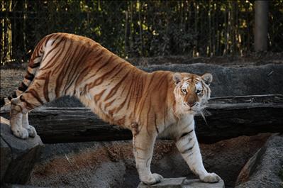 tigris 2