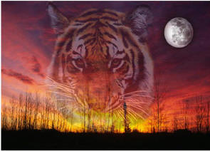 tigris 3