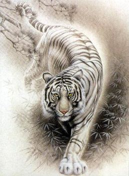 tigris 4