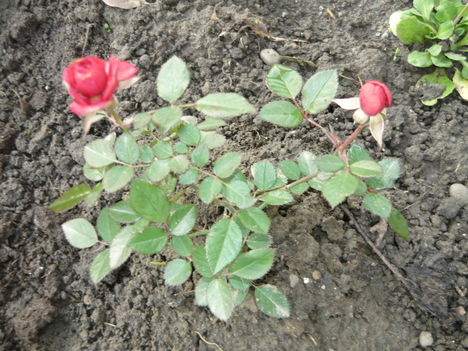 TORPE ROZSA