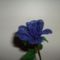 Kék rózsa0