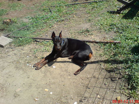 asszony