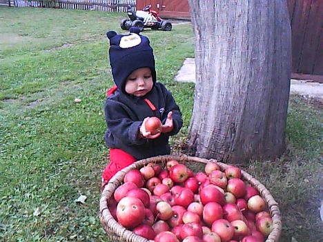 az almakat valogatom