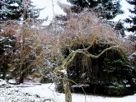 Debreceni arborétumban van