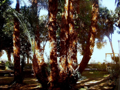 Egyiptomban pálmafa törzsek